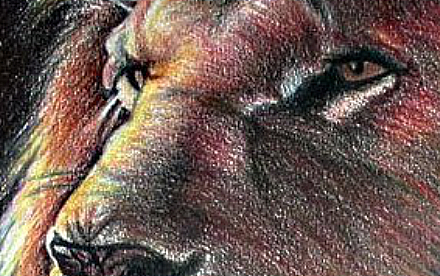 Lion Illustration